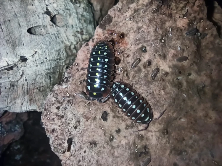 Deux isopodes Armadillidium klugii montrant des rangées distinctes de points sur l'écorce.
