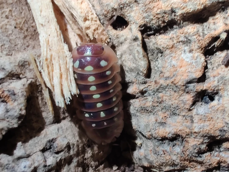 Gros plan supérieur d'un isopode sombre Armadillidium klugii aux taches lumineuses sur la carapace.