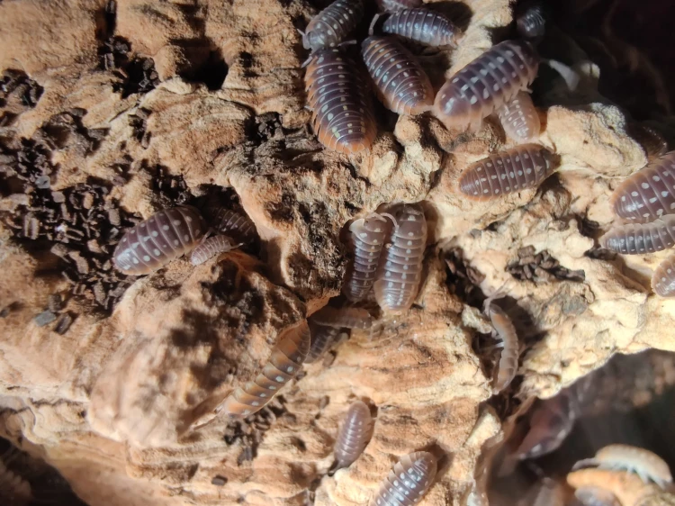 Grand groupe d'isopodes Armadillidium klugii color mix sur un morceau d'écorce naturelle.