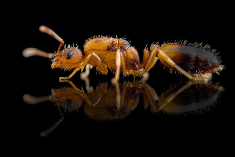 Tiny amber-gold queen of Monomorium pharaonis on black glass reflection