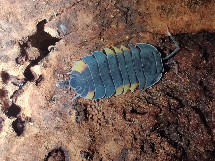 Isopod merulanella lava.