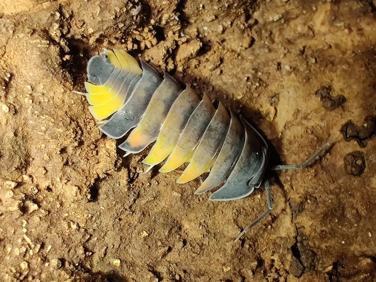 Isopod merulanella lava.