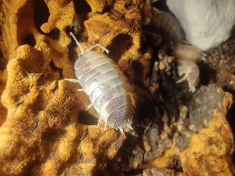 Isopode Porcellio laevis milk back avec une bande dorsale blanche sur écorce de chêne