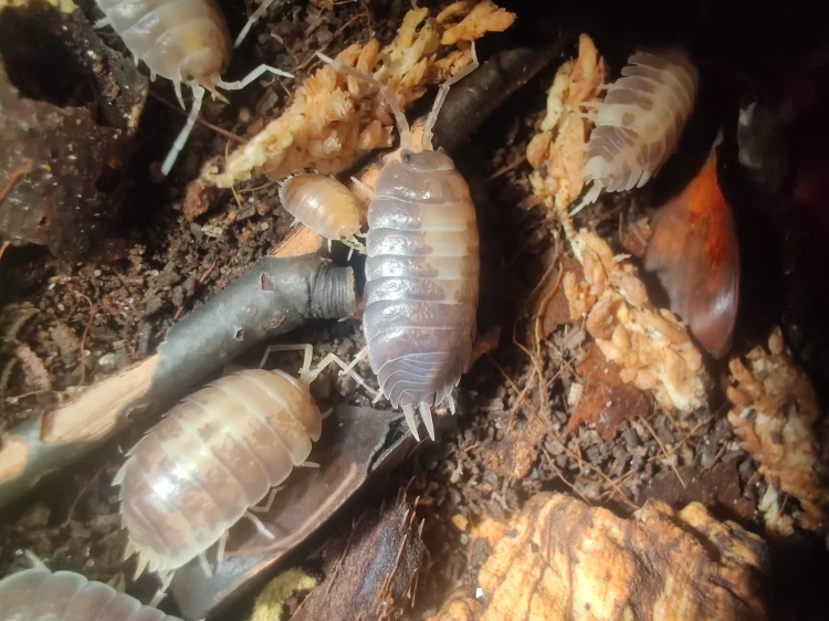 Groupe d'isopodes Porcellio laevis milk back aux motifs dorsaux caractéristiques sur l'écorce.