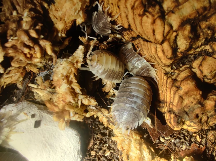 Isopodes Porcellio laevis milk back s'alimentant dans un substrat d'élevage humide.