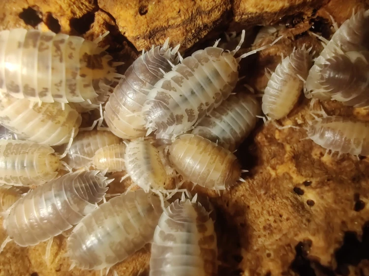 Gros plan supérieur d'un isopode Porcellio laevis milk back montrant son motif dorsal sur l'écorce.