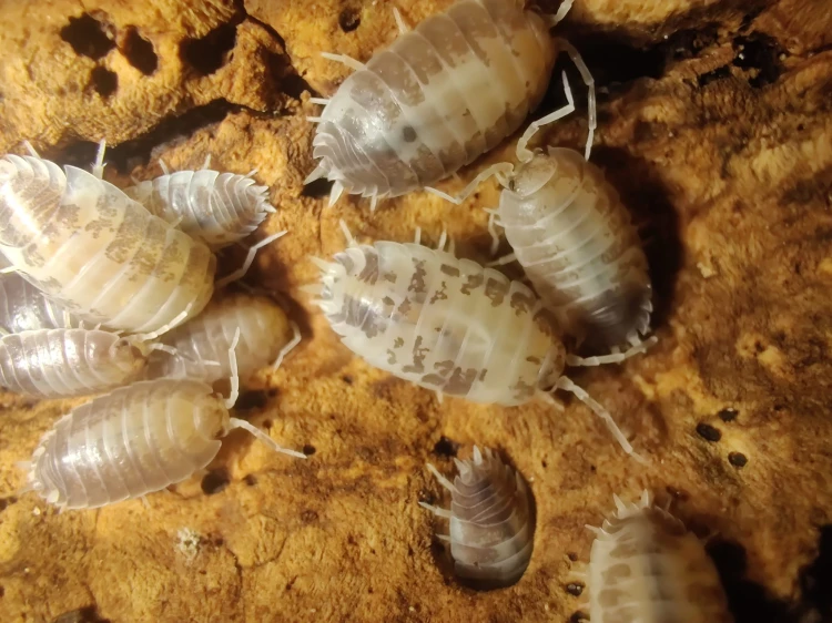 Isopode Porcellio laevis milk back vu du dessus sur une surface d'écorce rugueuse.