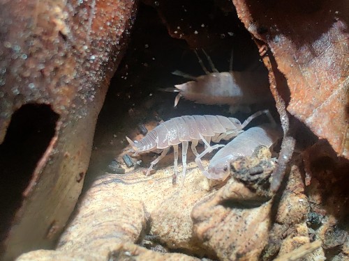 Isopodes bleu-gris Porcellionides pruinosus 'blue' sur substrat d'écorce et de feuilles séchées