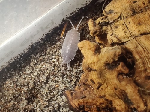 Groupe d'isopodes Porcellionides pruinosus 'blue' sur fond de substrat en bois