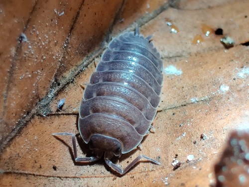 Isopod trachelipus nodulosus black.