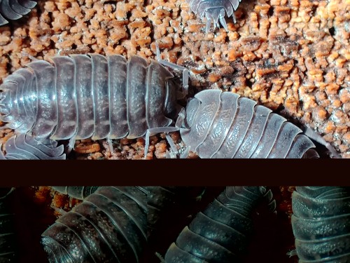 Isopod trachelipus nodulosus black.