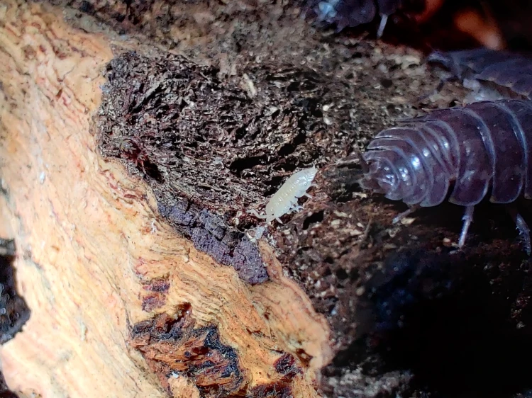 Isopod trachelipus nodulosus black.