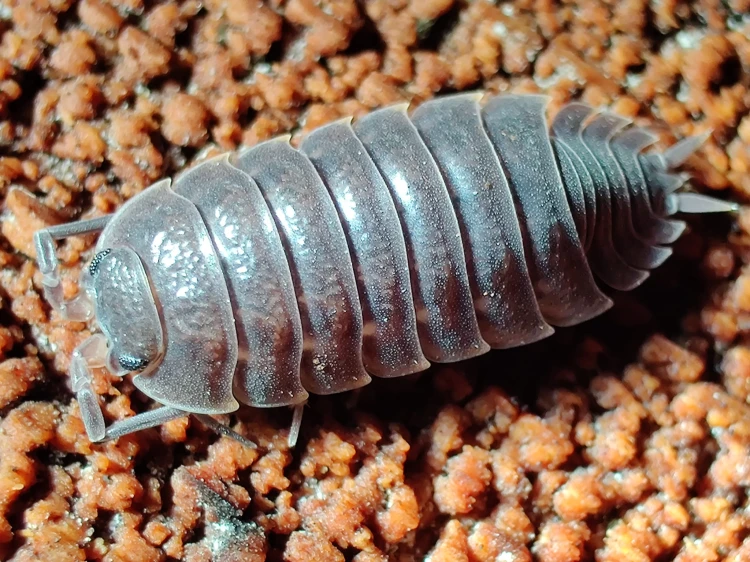 Isopod trachelipus nodulosus black.
