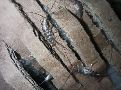 Rybik piekarniczy na karmówkę.