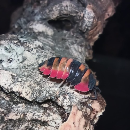 Isopod merulanella phoenix.