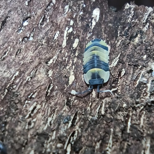 Isopod merulanella phoenix.