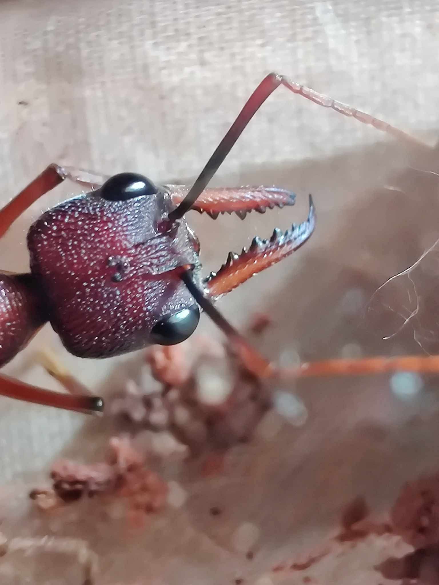 Myrmecia-nigriscapa.