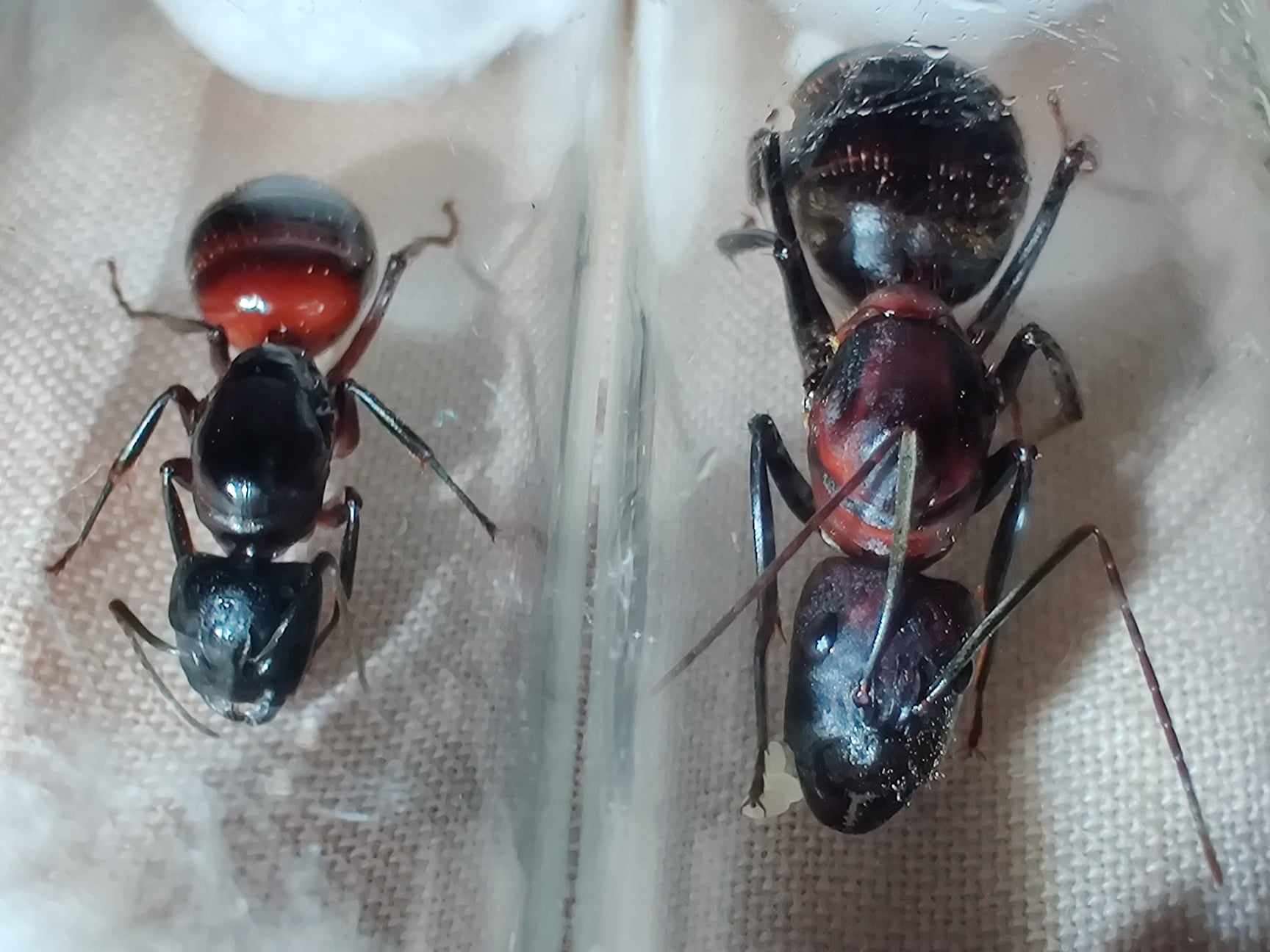 Comparaison avec la plus grande fourmi d'Europe Camponotus ligniperda